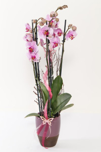 Orchidee - Phalaenopsis 3 Takt