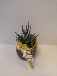 Haworthia