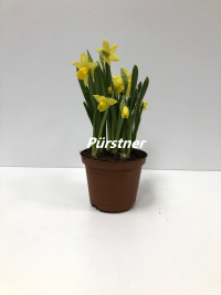 Narzisse Tete 10,5cm Topf