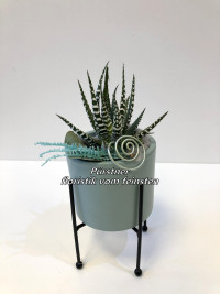 Haworthia