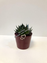 Haworthia