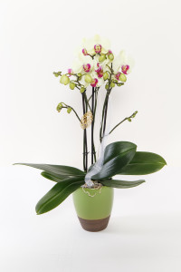 Orchidee - Phalaenopsis 3 Takt