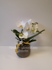 Wildwachsende Orchidee weiß