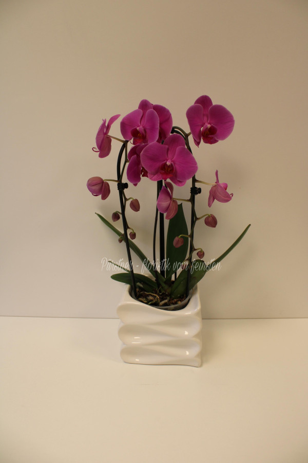 Bogenorchidee