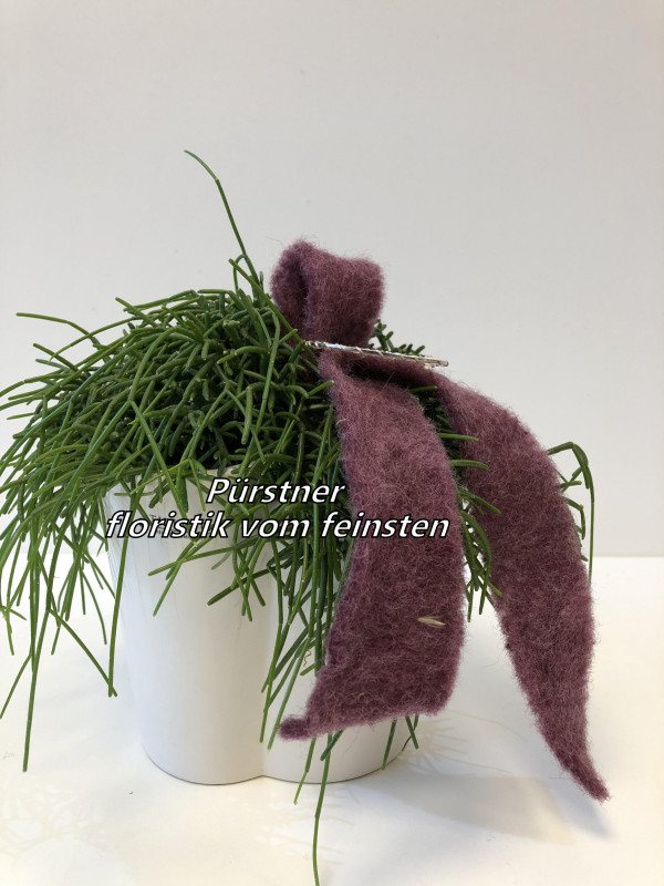 Rhipsalis